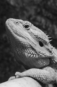 Bearded dragon profile Stock Photos