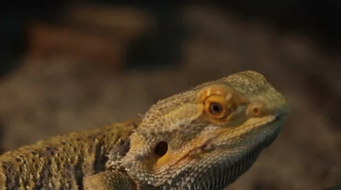 Bearded Dragon Reptile Stock Footage 46111072