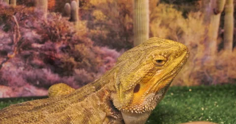 Bearded Dragon Resting in Artificial Desert Habitat with Vibrant Background Stock Footage 294261489