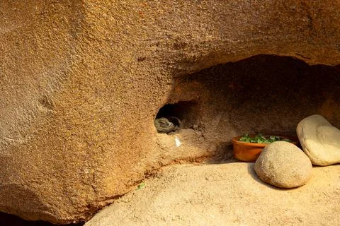 Bearded Dragon Resting Inside Rocky Desert Shelter 库存照片