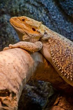Bearded dragon resting on a log Stock Photos