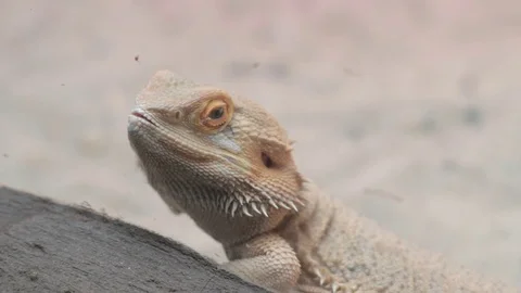 Bearded dragon on the rock 動画素材 125284064