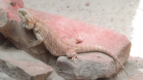 Bearded dragon on the rock 動画素材 125284069