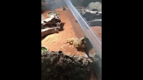 Bearded dragon running Stock Footage 285260481