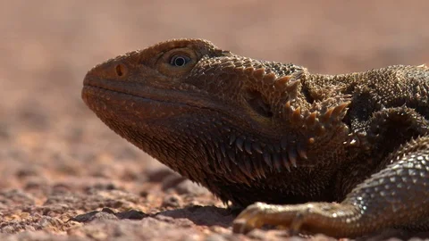 Bearded Dragon-Side Stock Footage 104582271