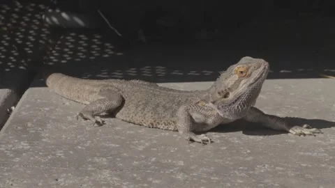 Bearded Dragon Small Black Dog Outside 39Sec Stock Footage 255202704