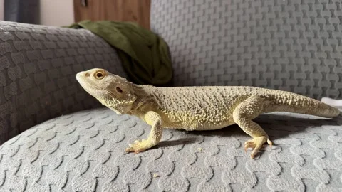 Bearded dragon on a sofa, domesticated pet lizard Stock Footage 301086841