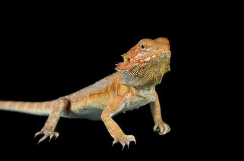 Bearded Dragon standing on black backdrop looking at camera. Foto stock
