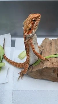 Bearded dragon standing Stockfoto's