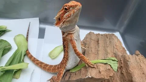 Bearded dragon standing Stockfoto's