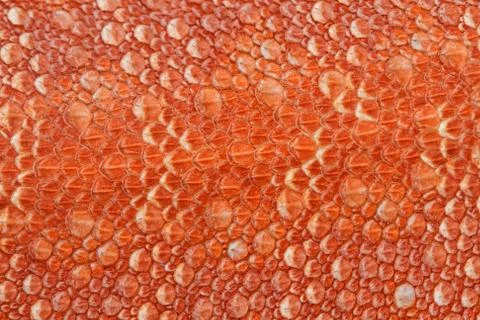 Bearded Dragon texture ,Skin texture of Central bearded dragon Stock Photos