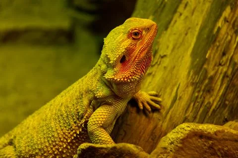 Bearded Dragon on a tree branch Stock-Fotos