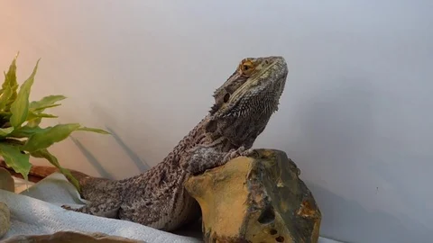 Bearded Dragon in vivarium Stock Footage 85191823