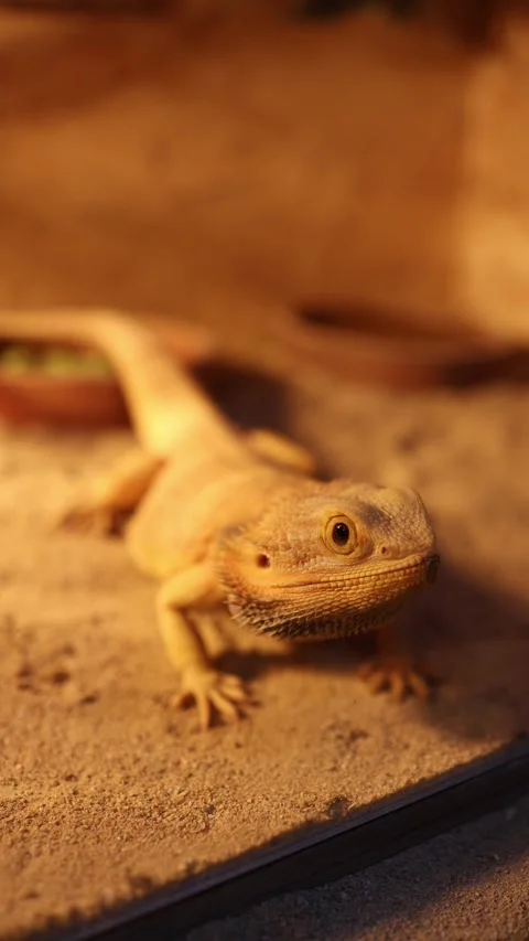 Bearded dragon in warm terrarium close up Stock Footage 331200686