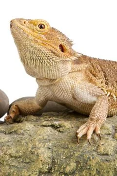 Bearded dragon on white background Stock Photos