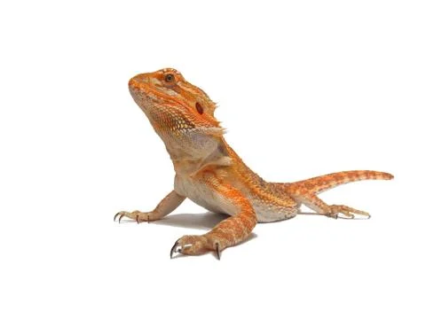 Bearded dragon on white background Stock Photos