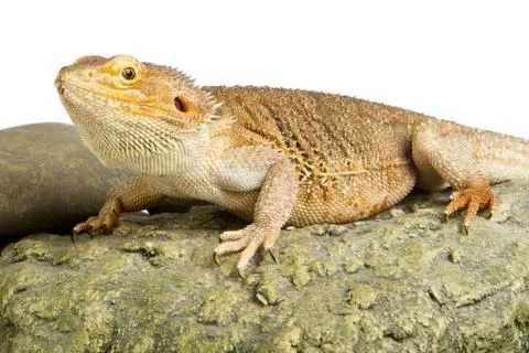 Bearded dragon on white Stock Photos