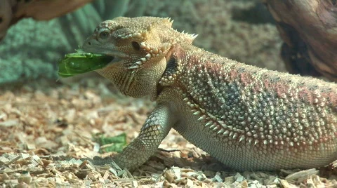 Bearded Dragon yum Stock Footage 98563