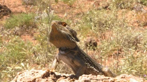 Bearded Dragon zoom Stock Footage 7974919