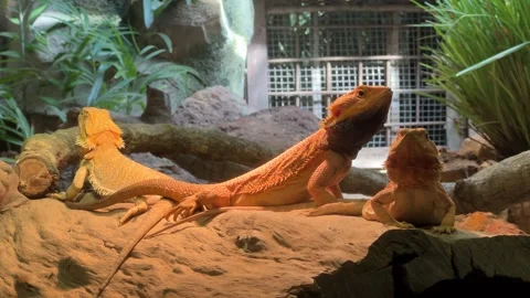 Bearded Dragons Basking on Rock Stock Footage 287954493