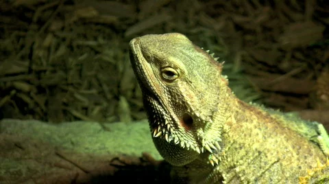 Bearded dragons basks in UVB light Stock Footage 323771