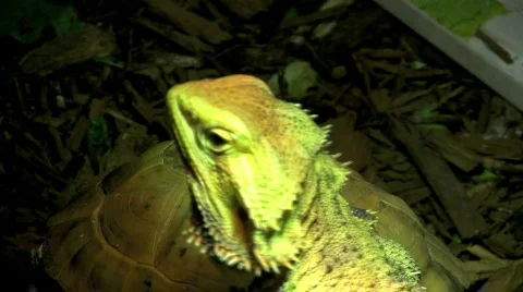 Bearded dragons basks in UVB light Stock Footage 323795