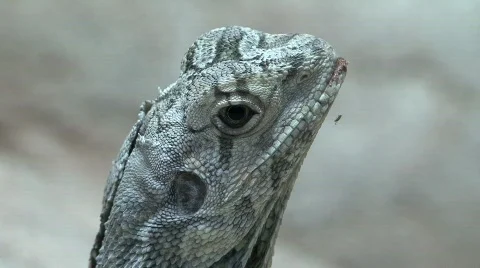 Bearded dragons Stock Footage 634346