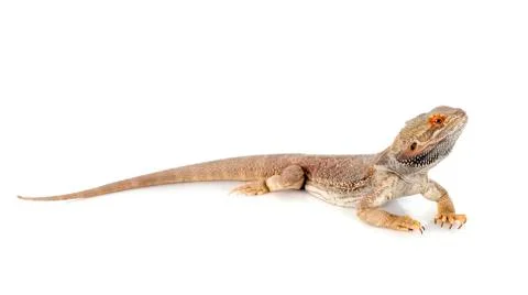 Bearded dragons Stock Photos