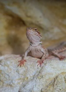 Bearded dragons Stock Photos