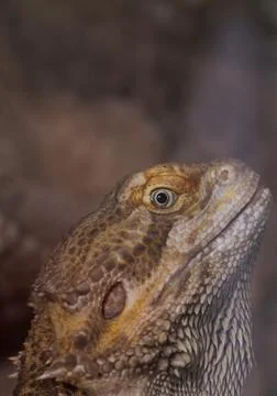 Bearded dragons Stock Photos