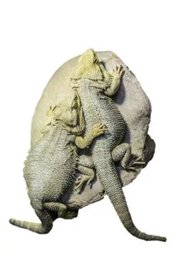 Bearded dragons Foto stock