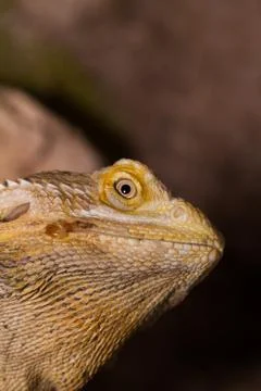 Bearded dragons Stock Photos