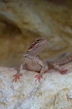 Bearded dragons Stock Photos