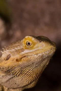 Bearded dragons Stock Photos
