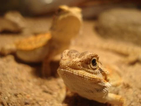 Bearded  Dragons Foto stock