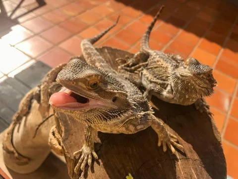 Bearded dragons sunbathing Stock Photos