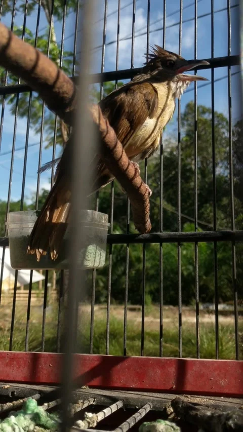 Bearded Empuloh birds Stock Footage 275591818
