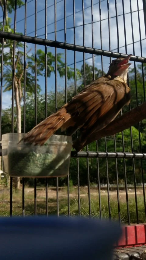 Bearded Empuloh birds Stock Footage 275591820