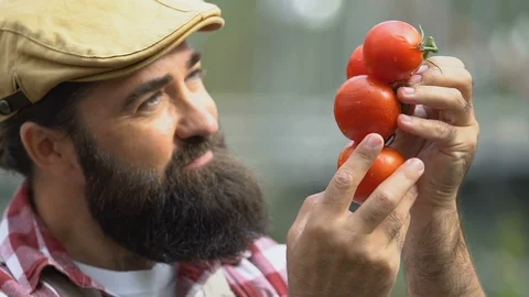 Bearded farmer admiring tomatoes, taking care fresh organic vegetables, eco food Stock-Footage 118909687