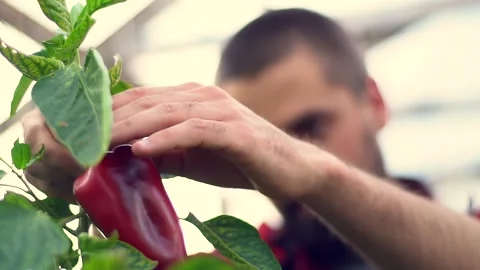 Bearded farmer pluck organic red bell pepper in the greenhouse. The farmer's Stock Footage 147435657