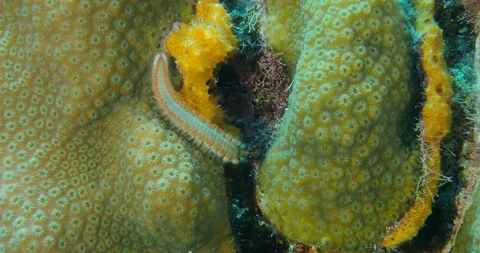 Bearded fire worm (Hermodice carunculata) 库存影片 105872908