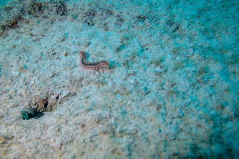 Bearded Fire Worm Stock Photos