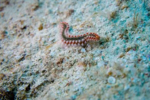 Bearded Fire Worm Stock Photos