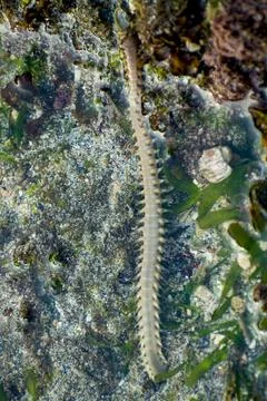 Bearded fireworm crawling across a rocky tidal seabed. Stock Photos