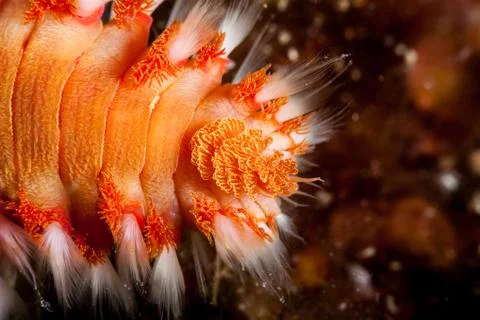 The bearded fireworm (Hermodice carunculata) is a type of marine bristleworm  Stock Photos
