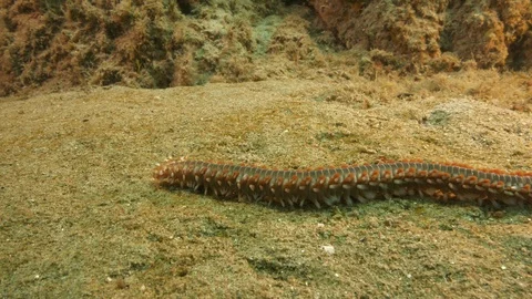 Bearded fireworms slips on the sandy seabed, Tropea, Mediterranean sea, Italy Stock Footage 112141381