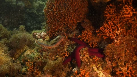 Bearded fireworms, starfish in a false red coral,Mediterranean sea, Italy Stock Footage 112124099