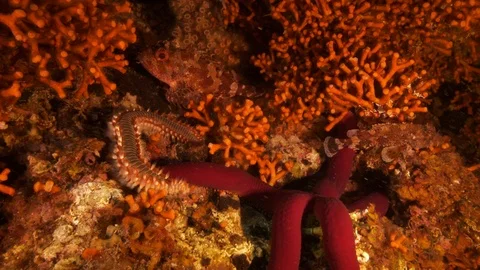 Bearded fireworms,starfish, redfish in a false red coral,Mediterranean sea,Italy Stock Footage 112019509