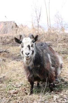 Bearded goat Stock Photos