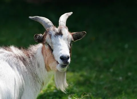Bearded goat Stock Photos